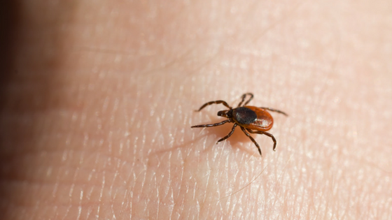 Finding a tick in your house or bed might leave you with a few questions. Get expert answers to those questions in this article.